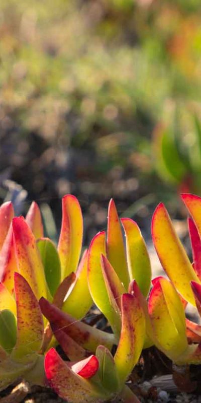 Fiechter Daksystemen Groendaken-11